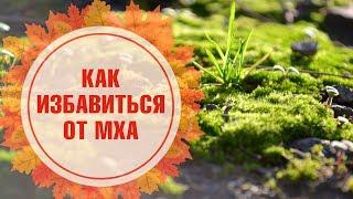 Мох  Как бороться со мхом на участке?  Лучший способ от HitsadTV