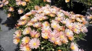 Best Garden Perennials, Delosperma Mesa Verde™ (Ice Plant)