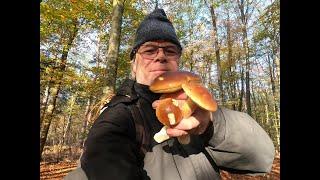 Steinpilze sammeln / der neue Steinpilz Wald mit sehr schönen Steinpilzen am 04.November