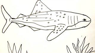 Kids Can Draw: Whale Shark (patron spots available)