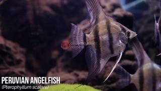 Peruvian Angelfish (Pterophyllum scalare). The ELEGANT fish for your tank! (Leopard Aquatic Q020A)