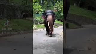 Majestic walk of Sinha Raja Elephant of Temple of tooth Sri Lanka