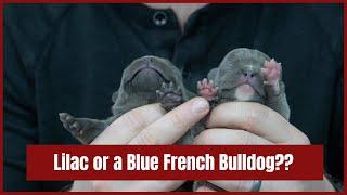 How to Tell if Your Puppy is a Lilac or a Blue French Bulldog