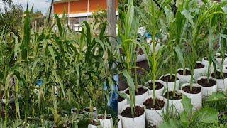 Planting white corn at home in white poly bags