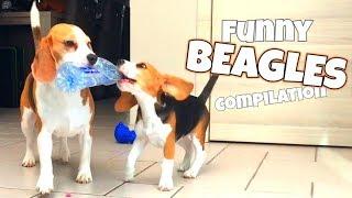 THE ULTIMATE FUNNY BEAGLE COMPILATION | Louie and Marie The Beagles