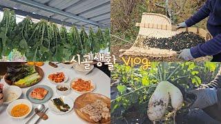 sub) Korean countryside life vlog| harvesting cabbages and radishes, making kimchi and boiling pork