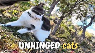 Cat Teaches His Brother How To Catch a Lizard: Cat With a COLLAR CAMERA