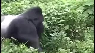 Прикол гориллы и человек