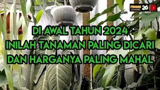 AWAL TAHUN 2024, INILAH 4 JENIS TANAMAN HIAS PALING DICARI DAN YANG HARGANYA PALING MAHAL