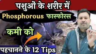 12 Tips गजब के Phosphorus Deficiency Symptoms in Cattle Buffalo Cow