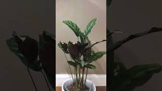 Calathea Misto Timelapse