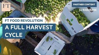 Full Harvest: the online marketplace that is reinventing the supply chain | FT Food Revolution