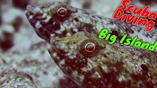 Big Island Scuba Diving in Kona | Kona Honu Divers