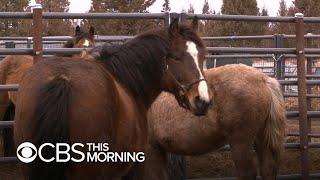 Wild horses up for adoption in California for as little as $25