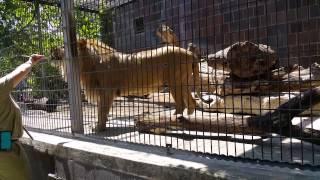 Male Lion training at Omaha zoo