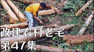 【返乡小强ReturningXiaoqiang】改建農村老房第47集，明天開始搬運木頭了#房屋改造 #搞笑 #建筑 #architecture #建築生活