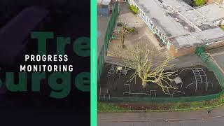 SKYLINEDRONE Tree Surgery Progress Demo