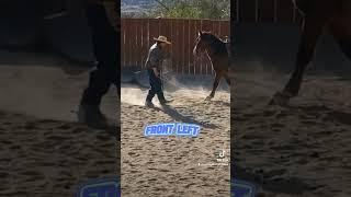 Leading by the feet#johnnyfloreshorses #hobbletraining #horsesafety#blmmustang #drafthorse