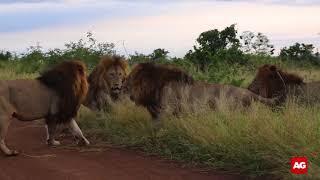 Five lions fighting  in Kruger National Park