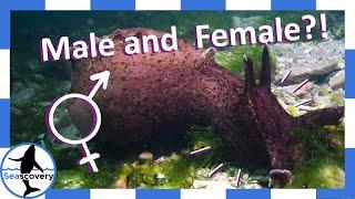 This sea slug is both male AND female! California Sea Hare (Aplysia californica)