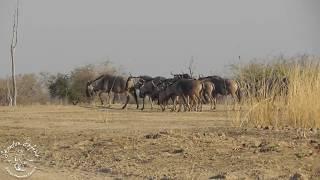 Shenton Safaris: Cookson's wildebeest herd