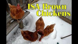 ISA Brown Chickens