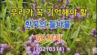 #우리가 꼭 기억해야 할 한국의 들나물 50가지(반복해서 보시고 들에 나가셔서 비교/확인해 보시면 많은 도움이 되실 거예요) 20210314