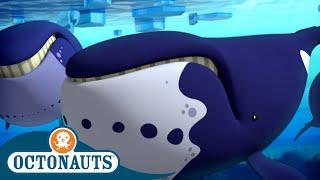 @Octonauts - The Helpful Bowhead Whales  | Series 2 | Full Episode 6 | Cartoons for Kids