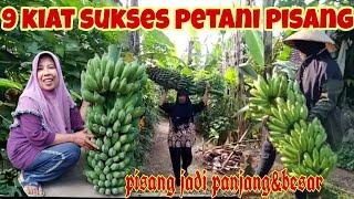 9 LANGKAH AGAR BUAH PISANG PANJANG LEBAT DAN BESAR