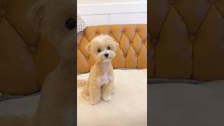 말티푸 4개월-7개월 성장변화/ 말티푸 미용 / Maltipoo Grooming