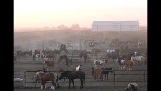 Bouvry Exports and the cruel trade with American horsemeat - Long Version