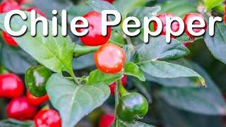 Chile Peppers - Capsicum Breeding and Genetics