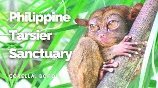 Philippine Tarsier Sanctuary | Corella Bohol Philippines