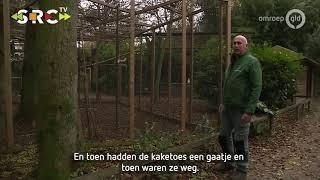 Uilen-en dierenpark De Paay platgebeld over ontsnapte kaketoes