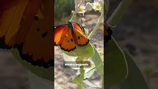 The Epic Journey of Monarch Butterflies  #shorts