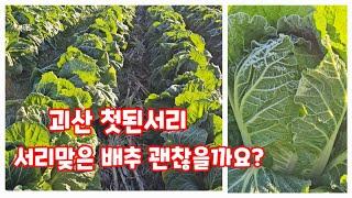 괴산 첫된서리 영하 2.9도 서리맞은 배추 괜찮을까요? 괴산절임배추