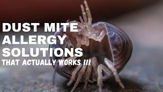 Dust Mite Allergy Solutions That WORKS!