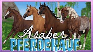 Wir KAUFEN die **neuen** ARABER  (ja mehrere ) Star Stable Pferdekauf [SSO]