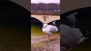 What bird is this? Hungry bird in Paris