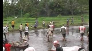 Pacu Jawi - Mud Cow Racing - WEST SUMATRA