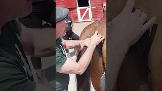 KILLPEN HORSE WITH SPINAL INJURY  Animal Chiropractor