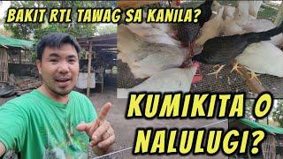 Kumikita o nalulugi ba sa pag alaga ng manok?