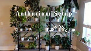 Styling My Anthurium Collection of 25 Plants & Counting | New Shelf Build 