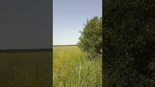 "Мне снова 18" Дмитрий Нестеров & Бурановские бабушки.