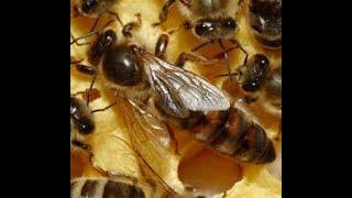 Watch this video before you add a queen to a "queenless" hive