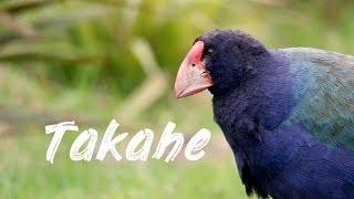 Birding With Pete - Takahē