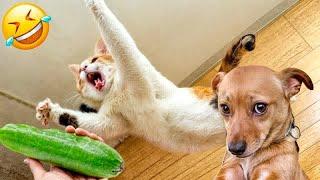 New Funny Animals  Funny videos with dogs and kittens part 7