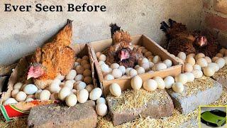 3 Aseel Hens HARVESTING Too Many EGGS Together - Hatching 100 Eggs To Chicks