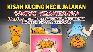 Kisah Kucing Paling Sedih, ANAK KUCING JALANAN yang selalu tersenyum sampai KEMATIANNYA