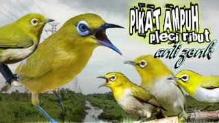 suara pikat pleci ribut paling ampuh pikat pleci liar terbaru || pikat burung pleci anti zonk